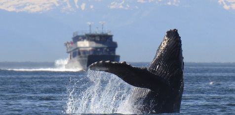 A humback whales surfaces in front of a ship