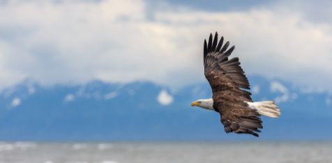 A Bald Eagle flies through the air