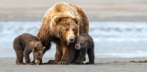 Female Grizzly Bear with two cubs on the beach