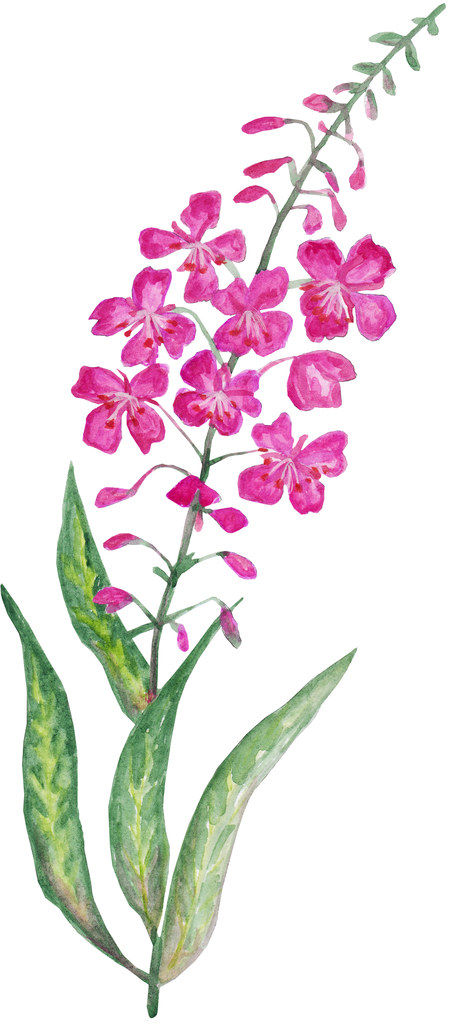 Watercolor image of pink flower